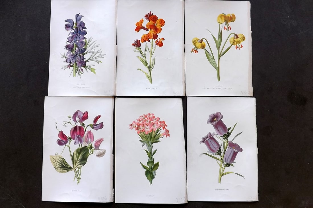 Hulme, Edward C1880 Lot of 6 Botanical Prints. 1st Ed. Garden Flowers (1 of 1)
