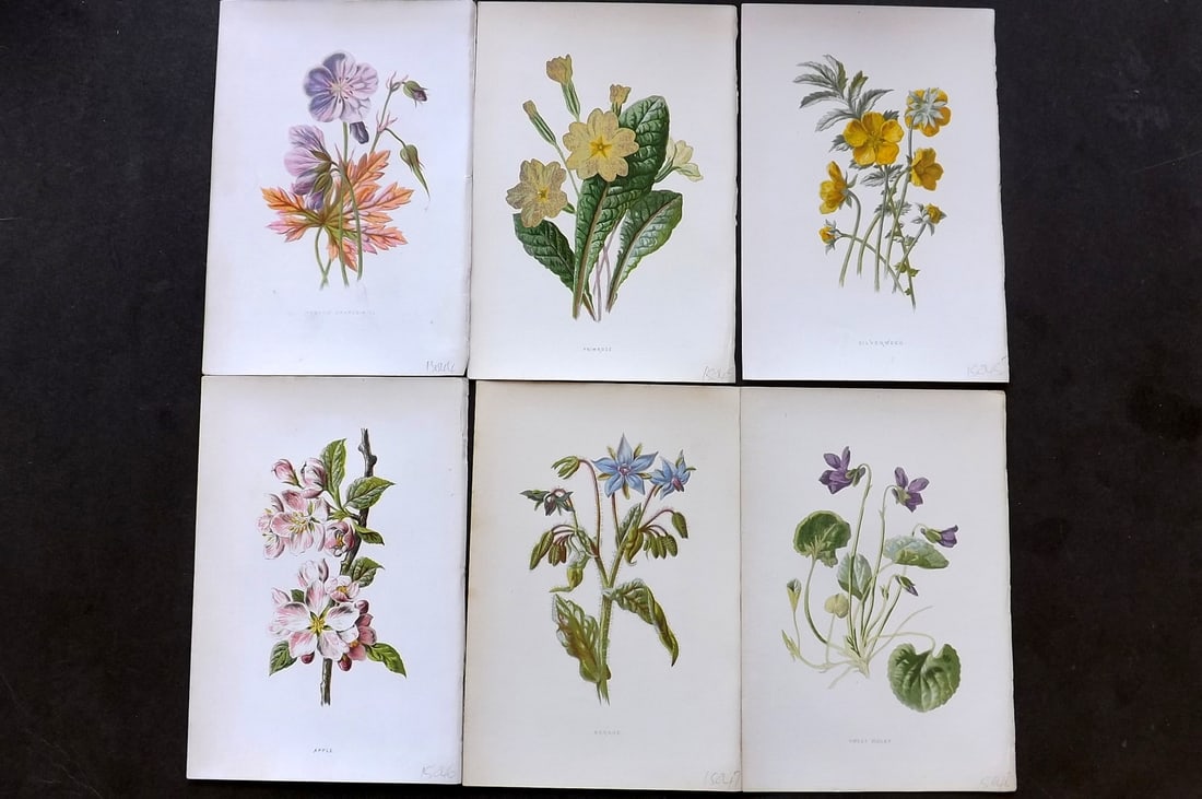 Hulme, Edward 1878 Lot of 6 Botanical Prints. 1st Ed. Wild Flowers (1 of 1)
