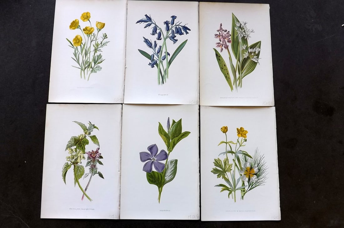 Hulme, Edward 1878 Lot of 6 Botanical Prints. 1st Ed. Wild Flowers (1 of 1)
