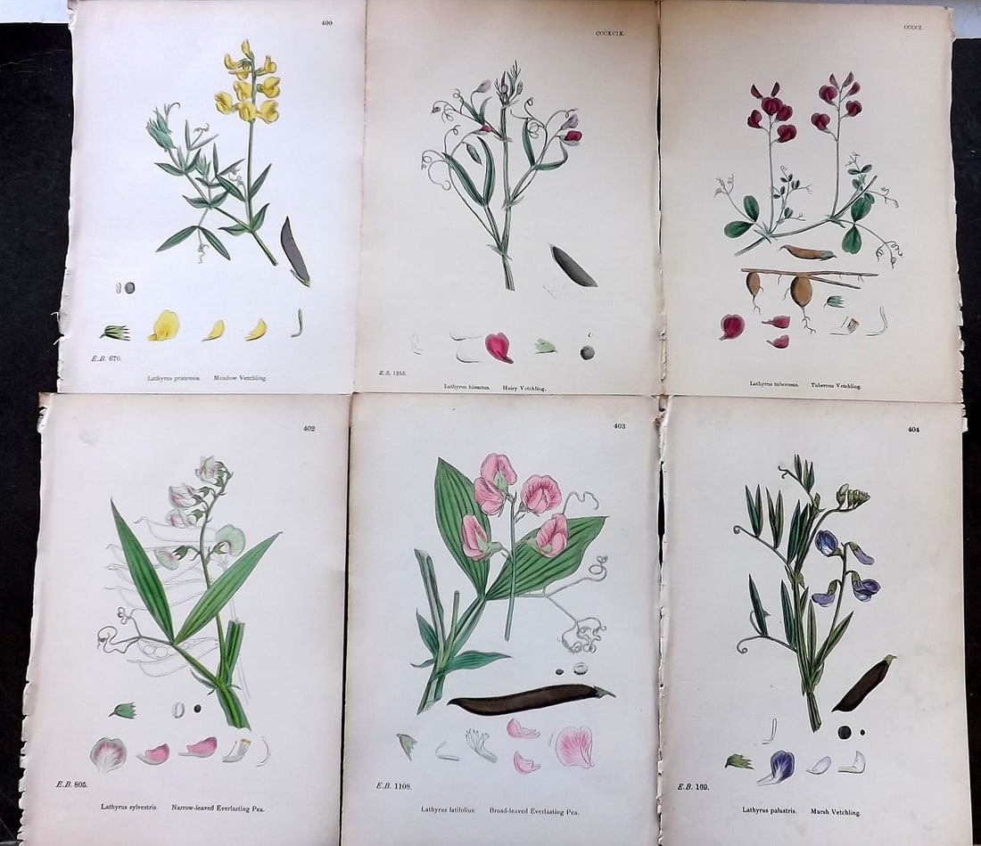 Sowerby, James C1870 Lot of 6 Antique Botanical Prints (1 of 1)