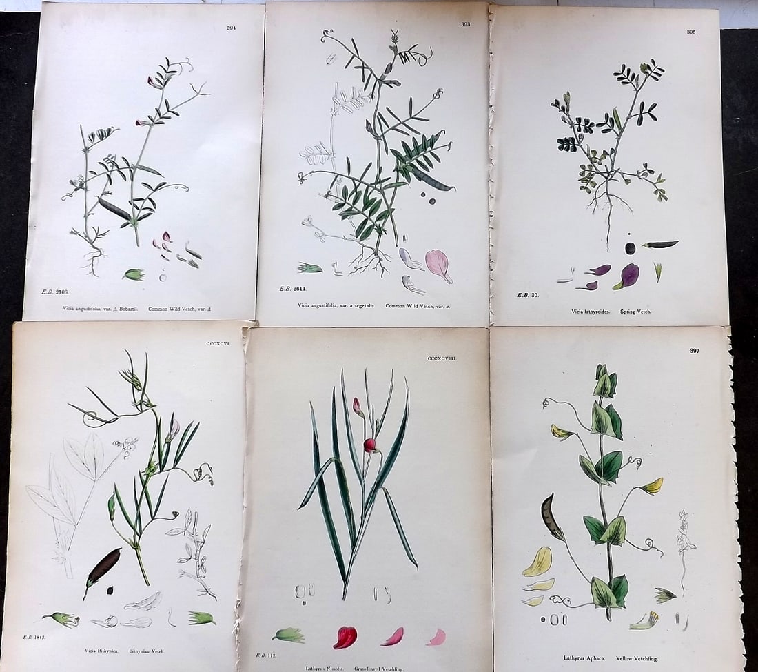 Sowerby, James C1870 Lot of 6 Antique Botanical Prints (1 of 1)