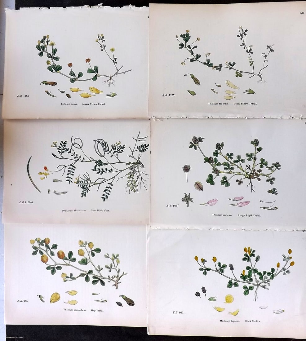 Sowerby, James C1870 Lot of 6 Antique Botanical Prints (1 of 1)