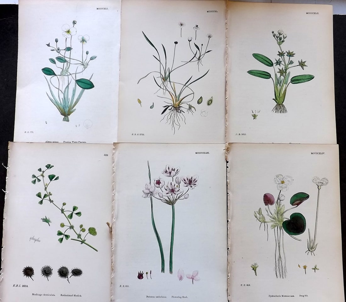 Sowerby, James C1870 Lot of 6 Antique Botanical Prints (1 of 1)