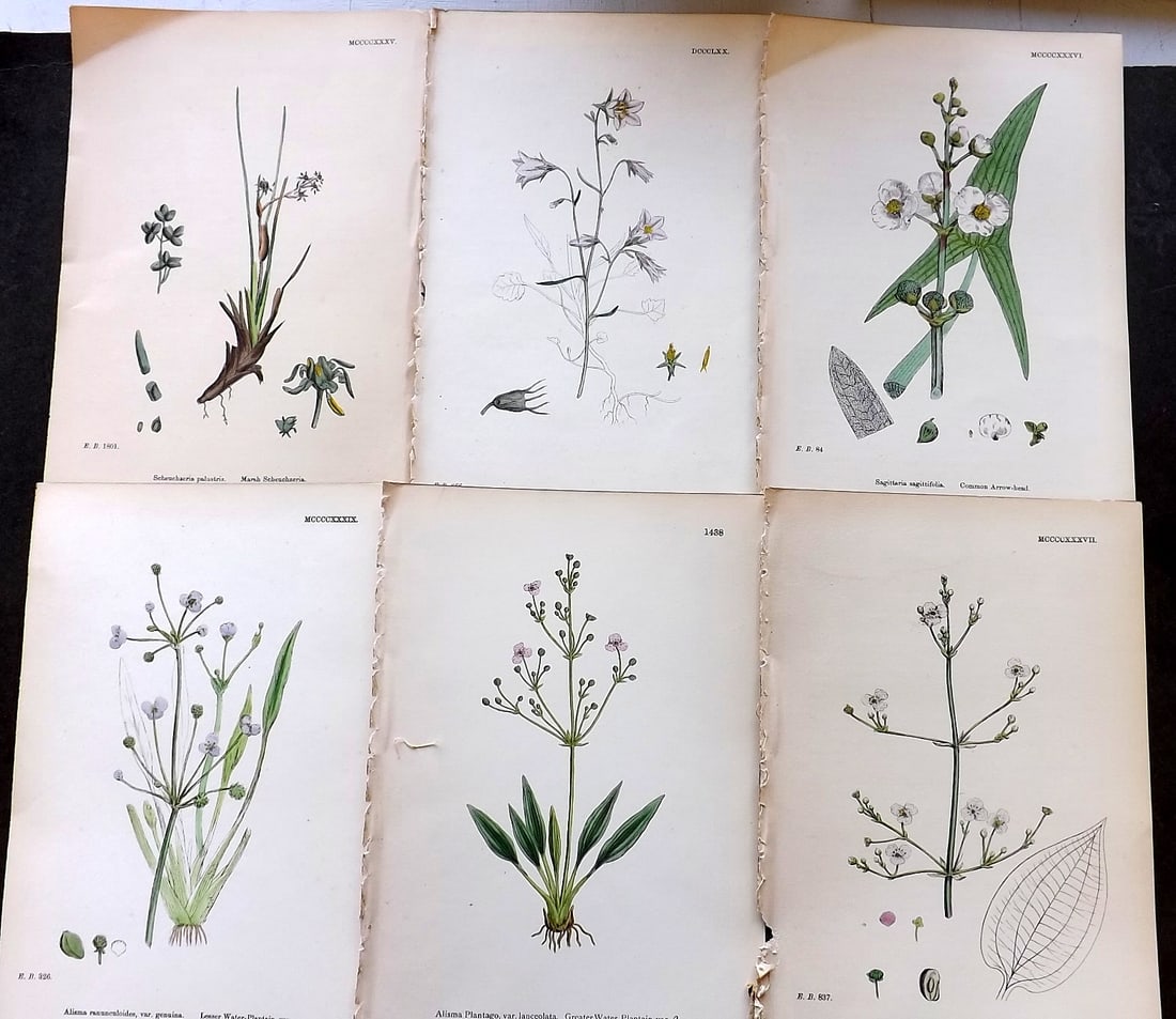 Sowerby, James C1870 Lot of 6 Antique Botanical Prints (1 of 1)