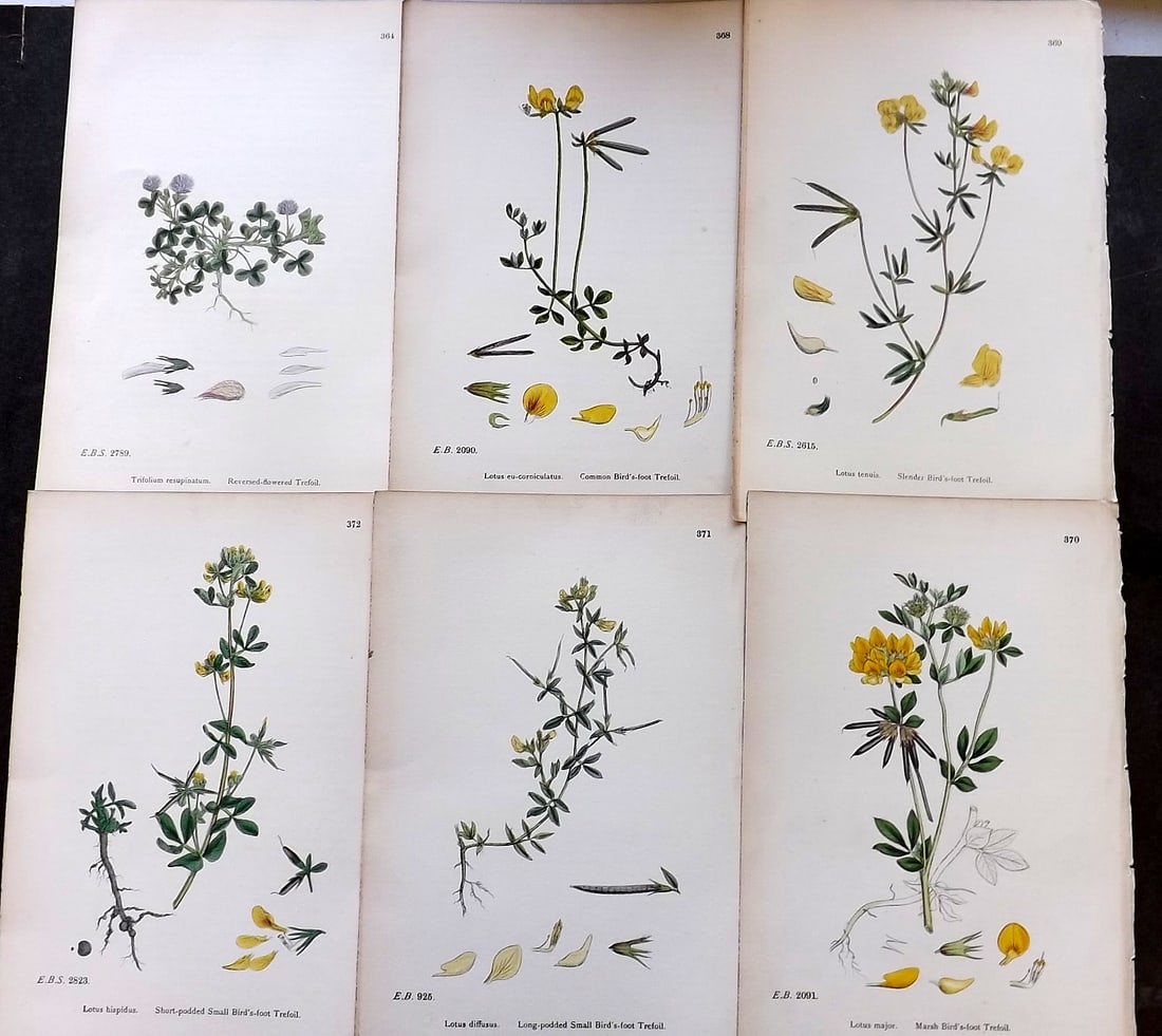 Sowerby, James C1870 Lot of 6 Antique Botanical Prints (1 of 1)