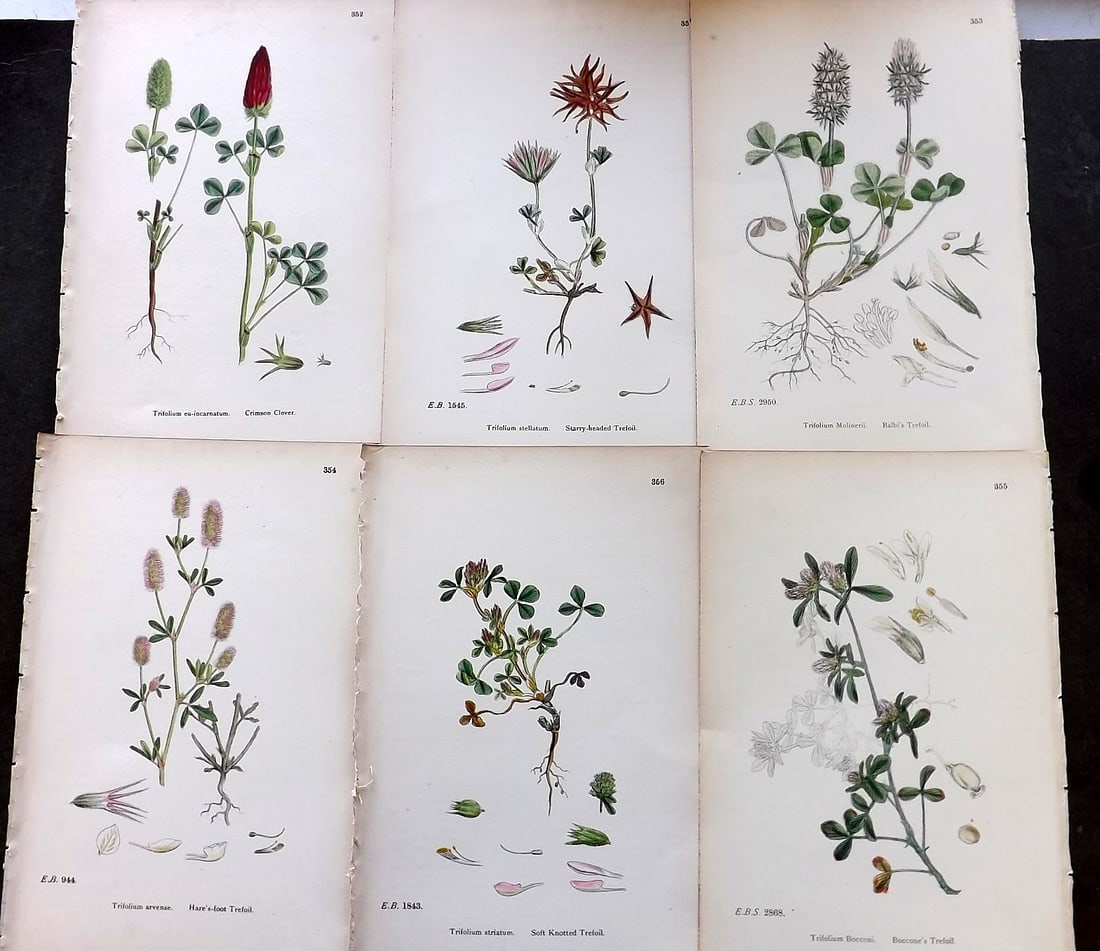 Sowerby, James C1870 Lot of 6 Antique Botanical Prints (1 of 1)