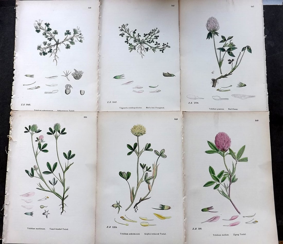 Sowerby, James C1870 Lot of 6 Antique Botanical Prints (1 of 1)