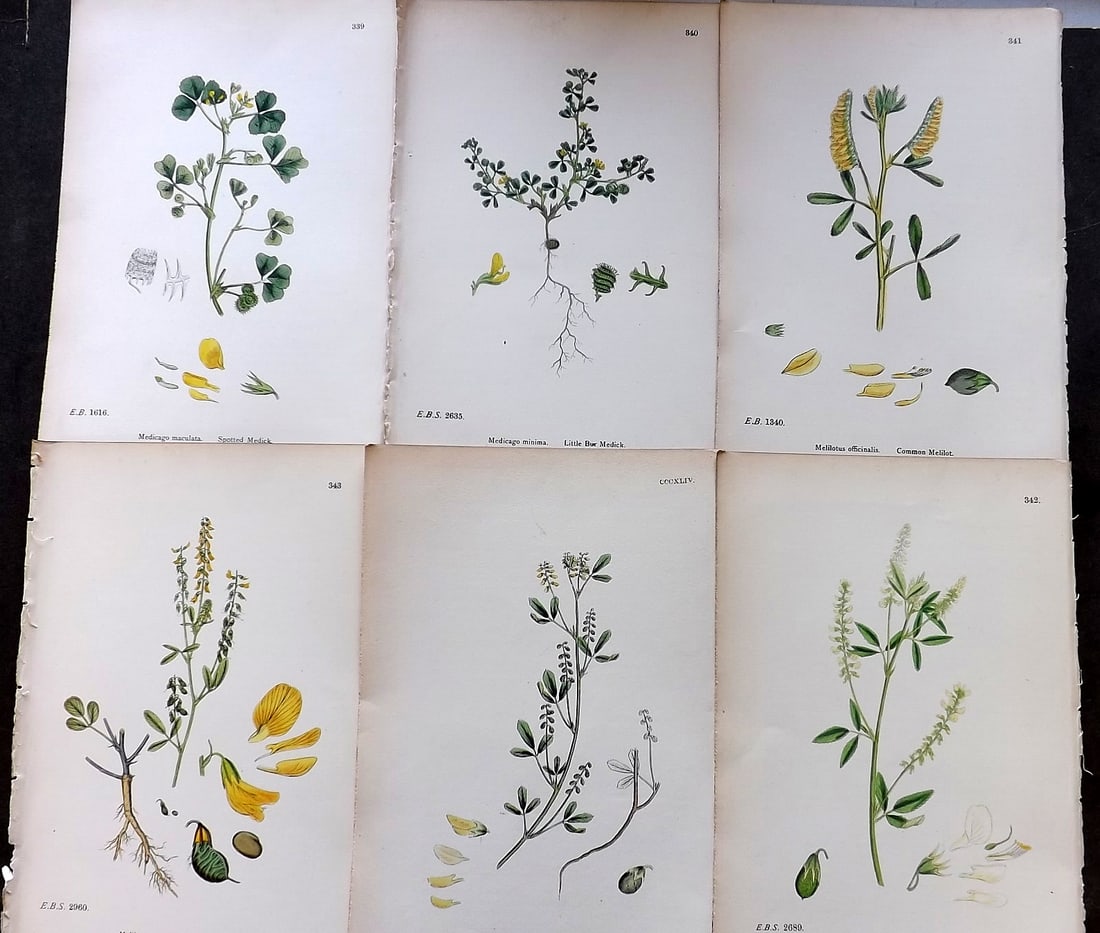 Sowerby, James C1870 Lot of 6 Antique Botanical Prints (1 of 1)