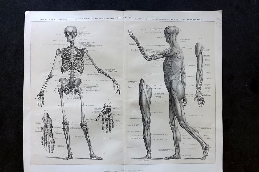Blackie (Pub) C1880 Anatomy Print. Skeleton & Muscles (1 of 1)