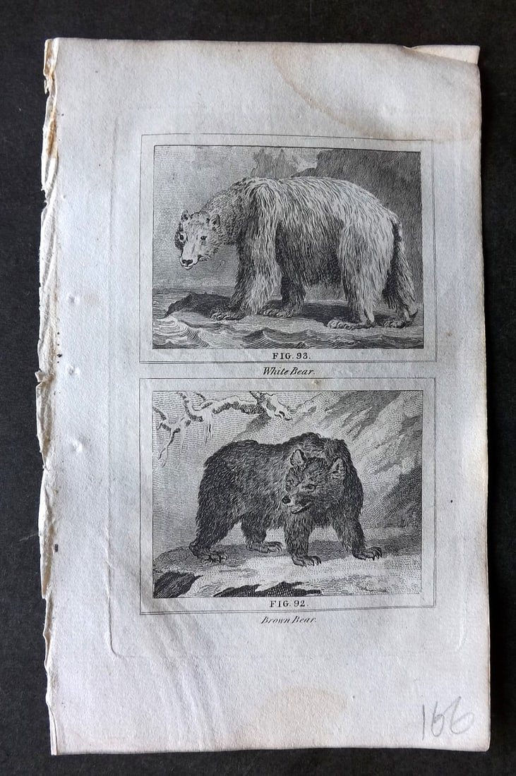 Buffon & Barr C1800 Antique Print. White Bear (Polar) Brown Bear (1 of 1)