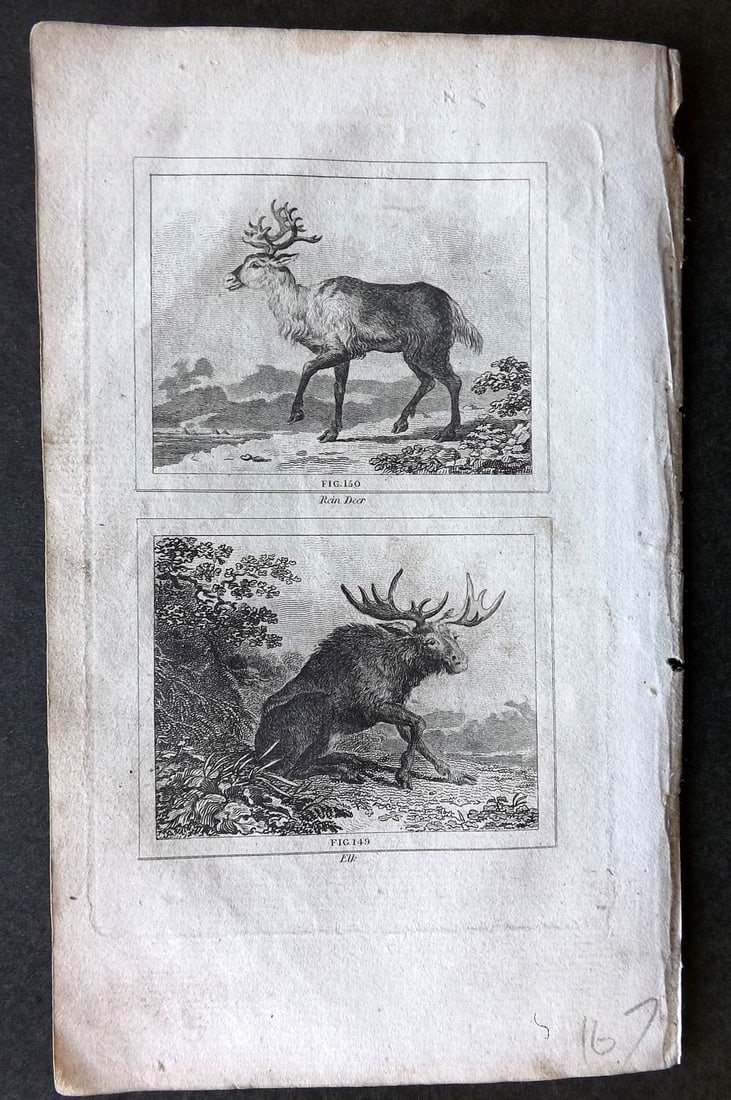 Buffon & Barr C1800 Antique Print. Reindeer, Elk (1 of 1)