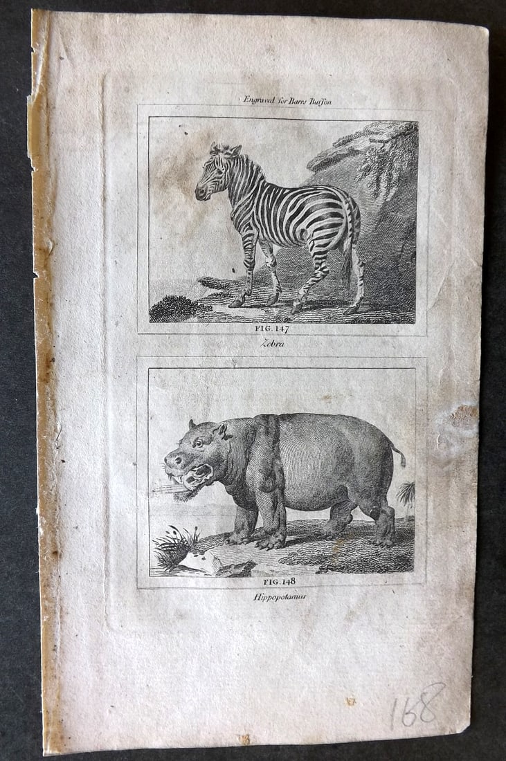 Buffon & Barr C1800 Antique Print. Zebra, Hippo (1 of 1)
