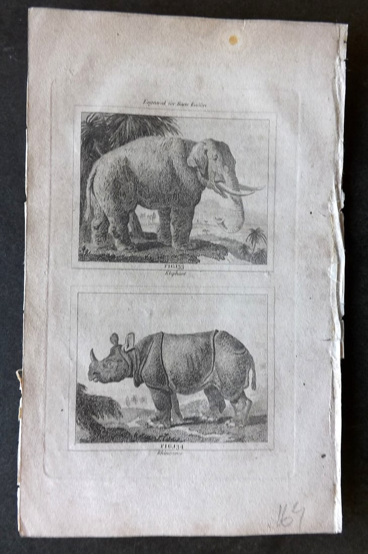 Buffon & Barr C1800 Antique Print. Elephant, Rhino (1 of 1)