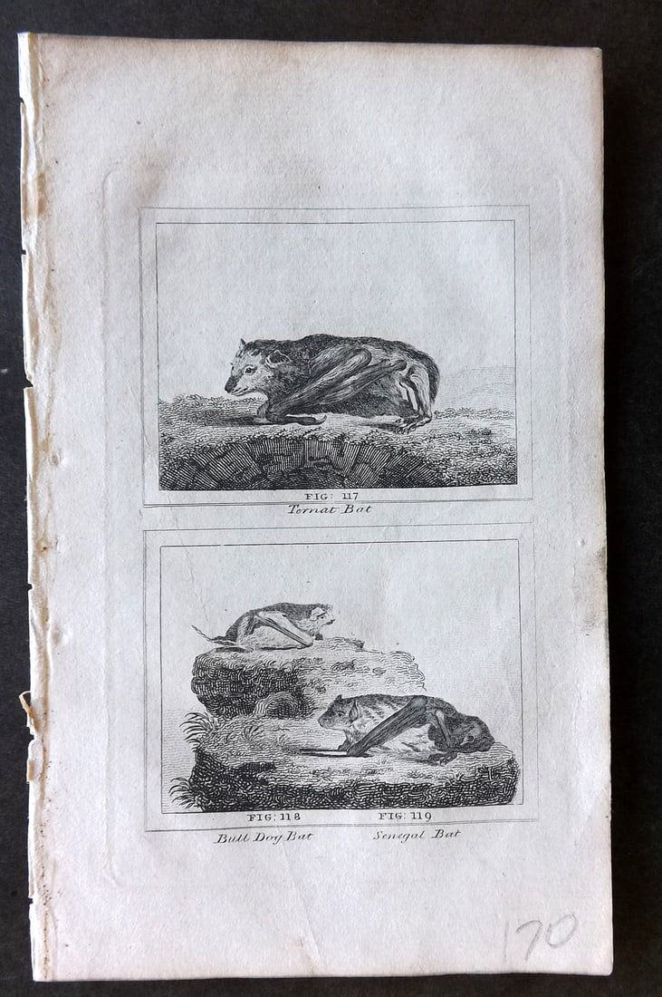 Buffon & Barr C1800 Antique Print. Bats - Bull Dog & Senegal (1 of 1)