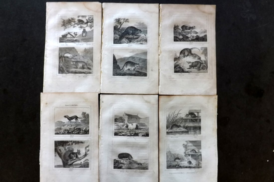 Buffon & Barr C1800 Lot of 6 Natural History Prints (1 of 1)