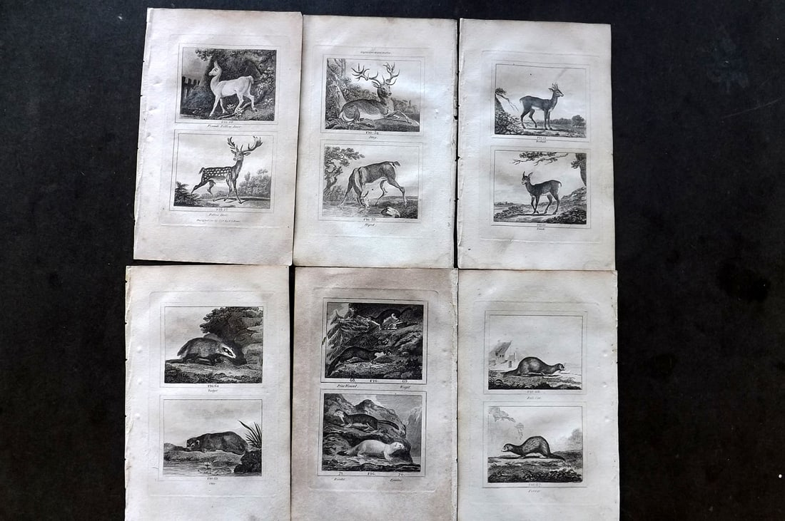 Buffon & Barr C1800 Lot of 6 Natural History Prints (1 of 1)