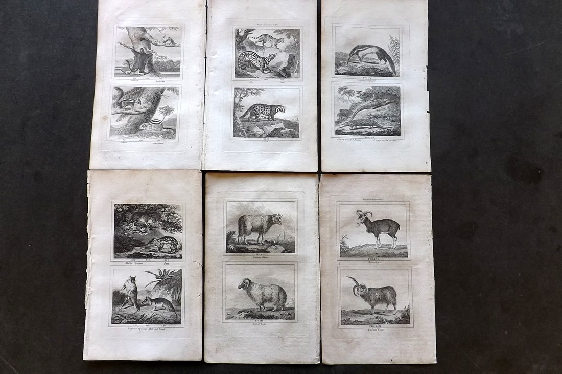 Buffon & Barr C1800 Lot of 6 Natural History Prints (1 of 1)