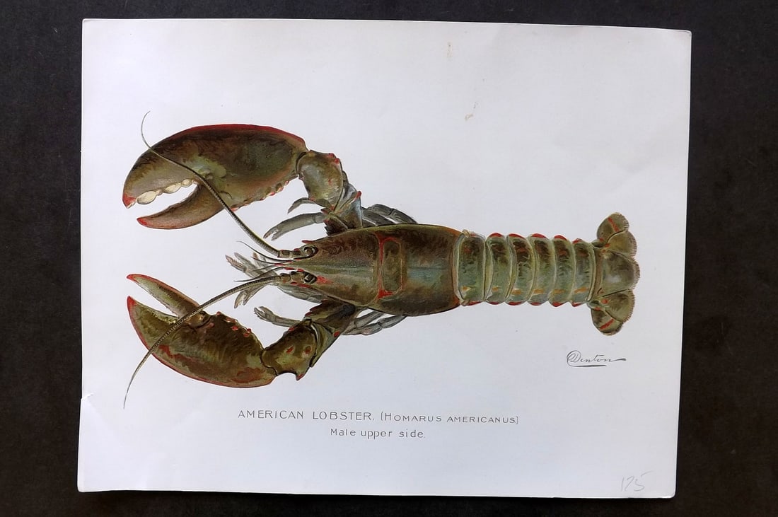 Denton, Sherman 1902 Folio Print. American Lobster (1 of 1)