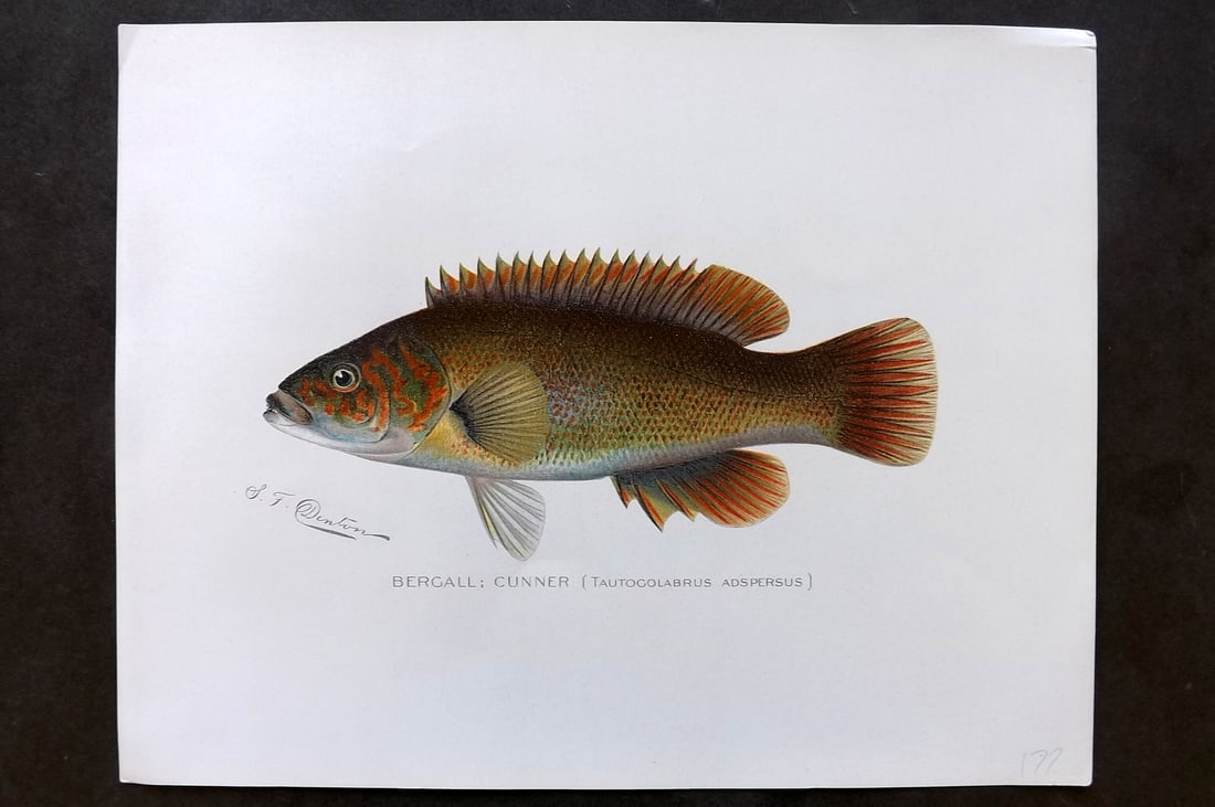 Denton, Sherman 1902 Folio Fish Print. Bergall. Cunner (1 of 1)