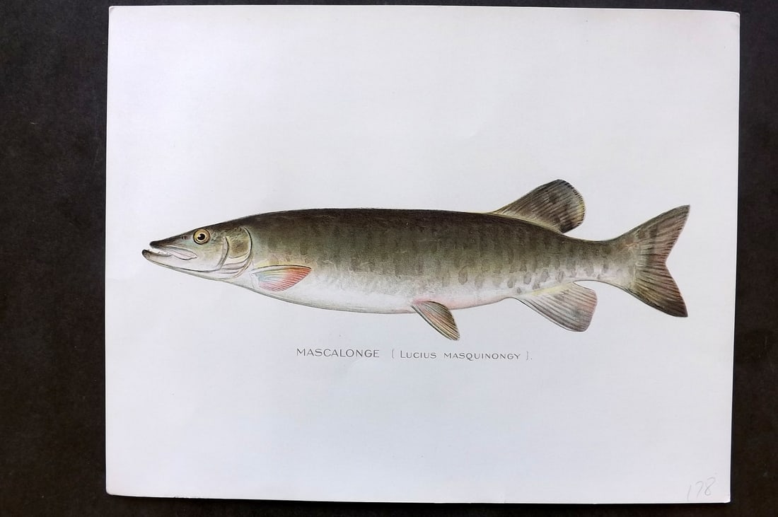 Denton, Sherman 1902 Folio Fish Print. Mascalonge (1 of 1)