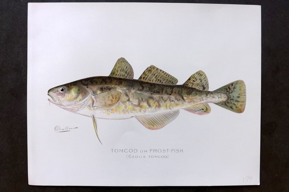 Denton, Sherman 1902 Folio Fish Print. Tomcod or Frostfish (1 of 1)