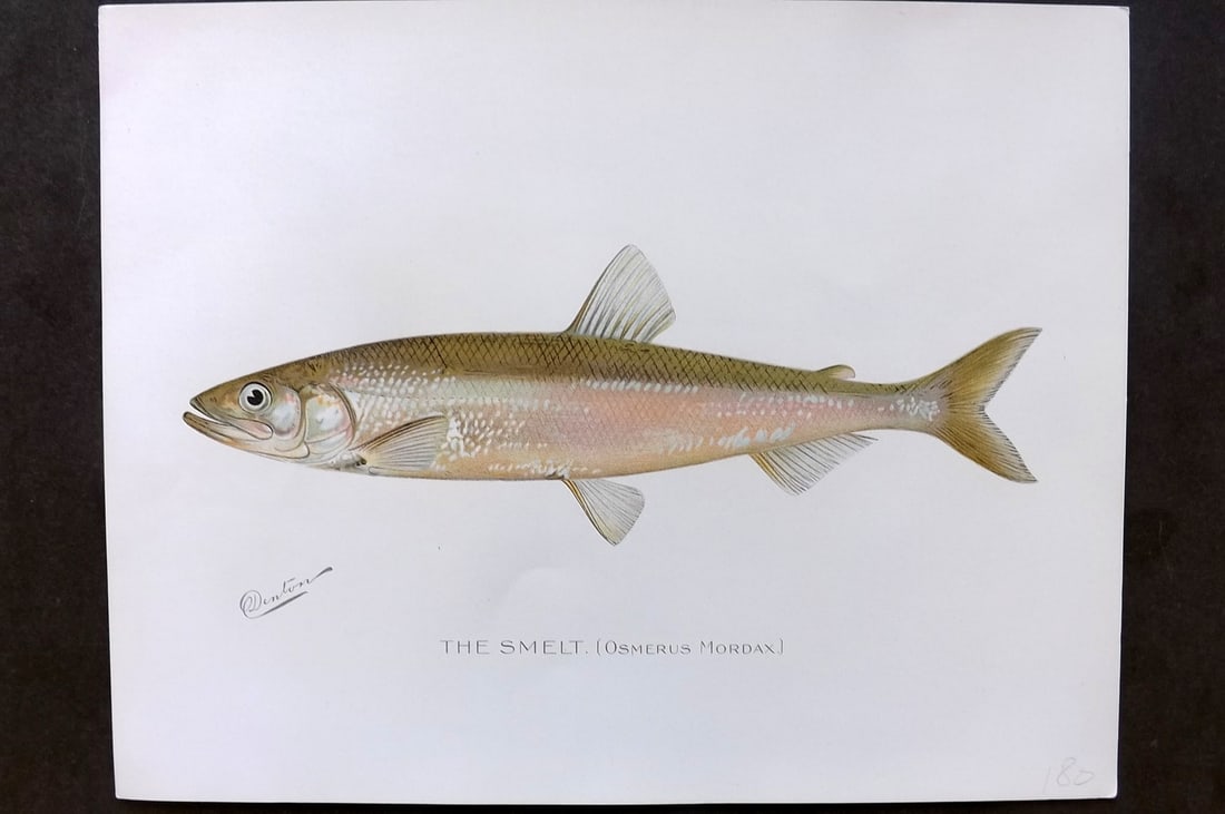 Denton, Sherman 1902 Folio Fish Print. Smelt (1 of 1)