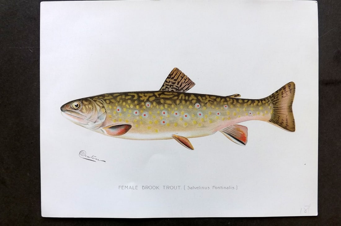 Denton, Sherman 1902 Folio Fish Print. Female Brook Trout (1 of 1)