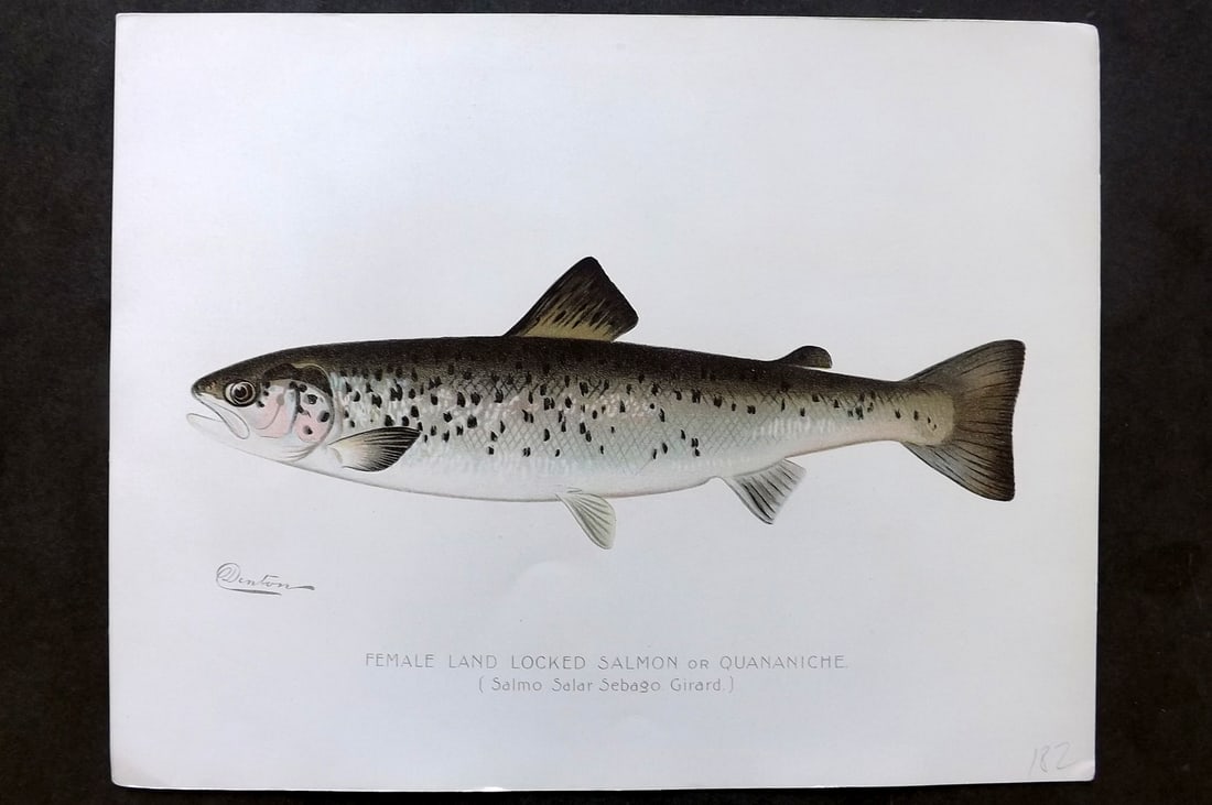 Denton, Sherman 1902 Folio Fish Print. Female Land Locked Salmon (1 of 1)
