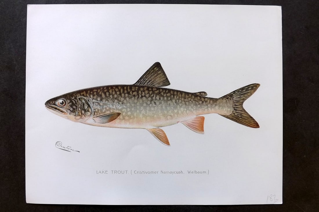 Denton, Sherman 1902 Folio Fish Print. Lake Trout (1 of 1)
