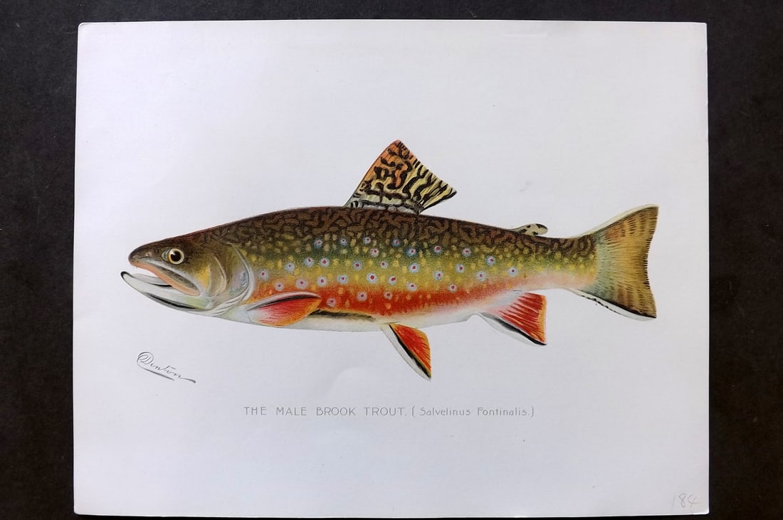 Denton, Sherman 1902 Folio Fish Print. Male Brook Trout (1 of 1)