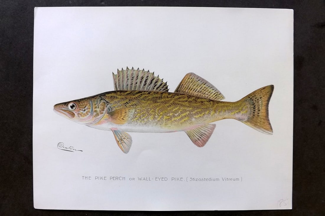 Denton, Sherman 1902 Folio Fish Print. Pike Perch (1 of 1)