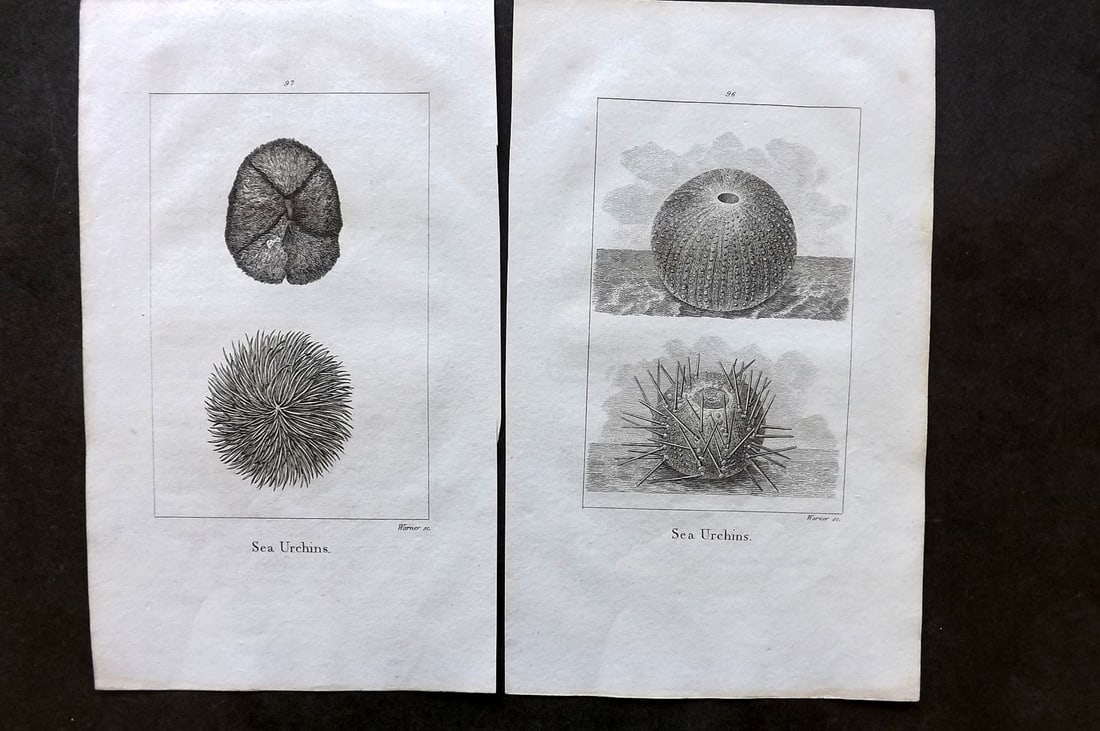 Goldsmith, Oliver 1805 Pair of Prints. Sea Urchins (1 of 1)