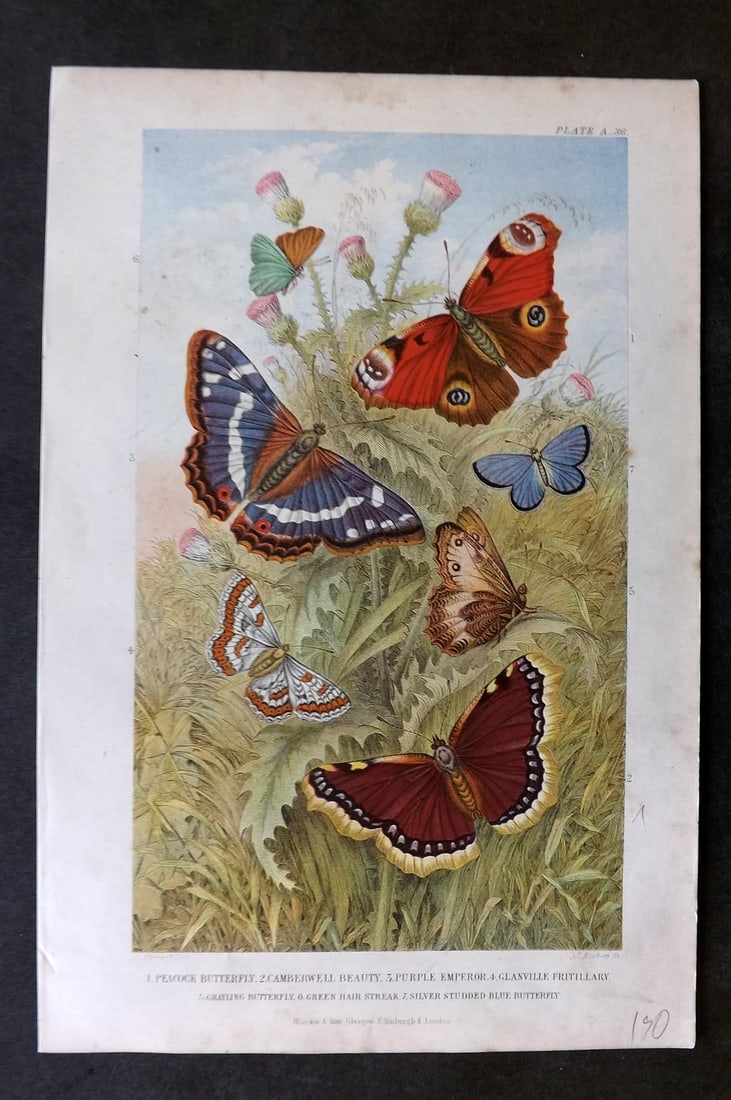 Goldsmith, Oliver C1870 Butterfly Print. Peacock, Camberwell Beauty, Purple Emperor (1 of 1)