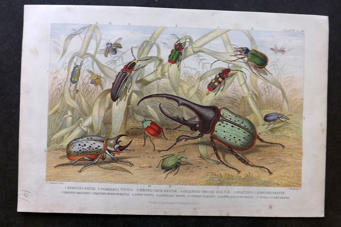 Goldsmith, Oliver C1870 Antique Print. Beetles (1 of 1)