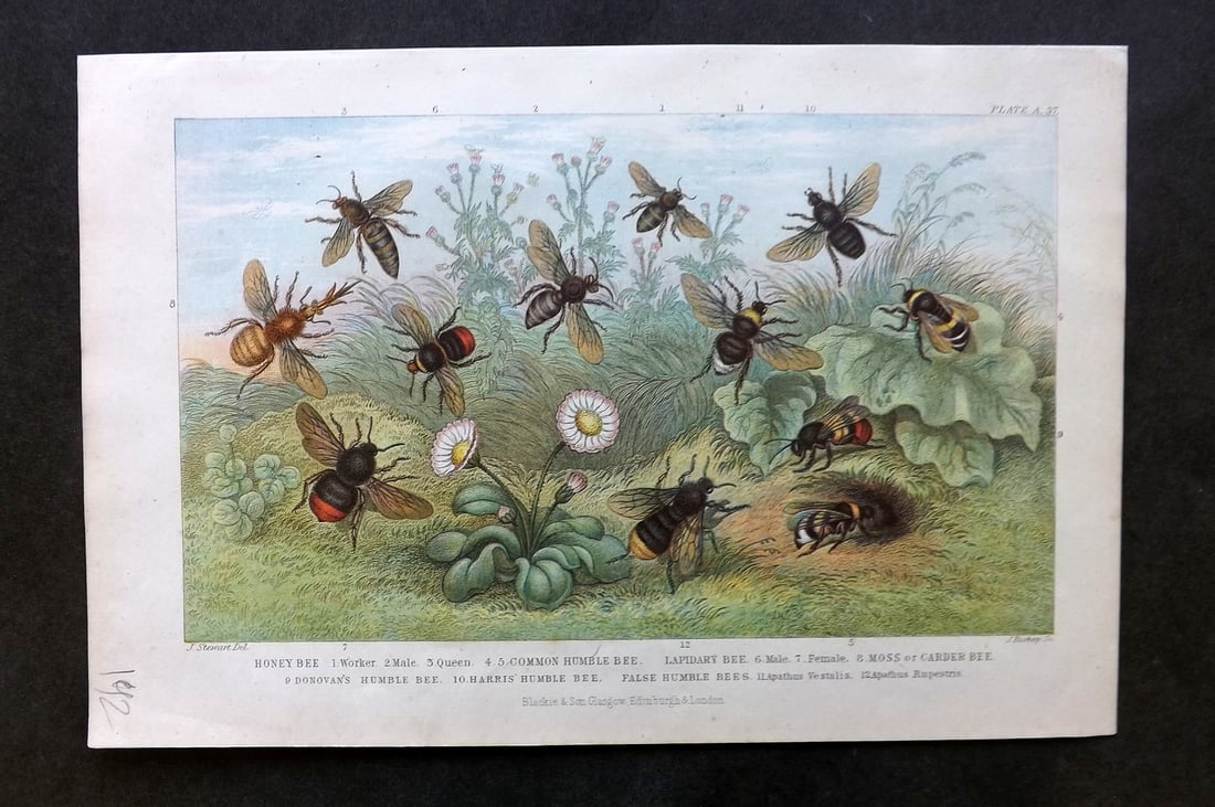Goldsmith, Oliver C1870 Antique Print. Bees (1 of 1)