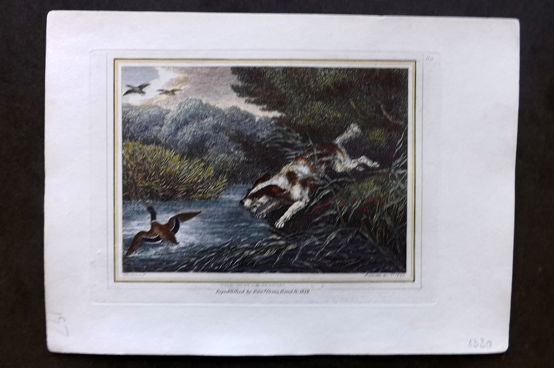 Howitt, Samuel 1812 Hand Col Etching. Water Spaniel. Dog Print (1 of 1)
