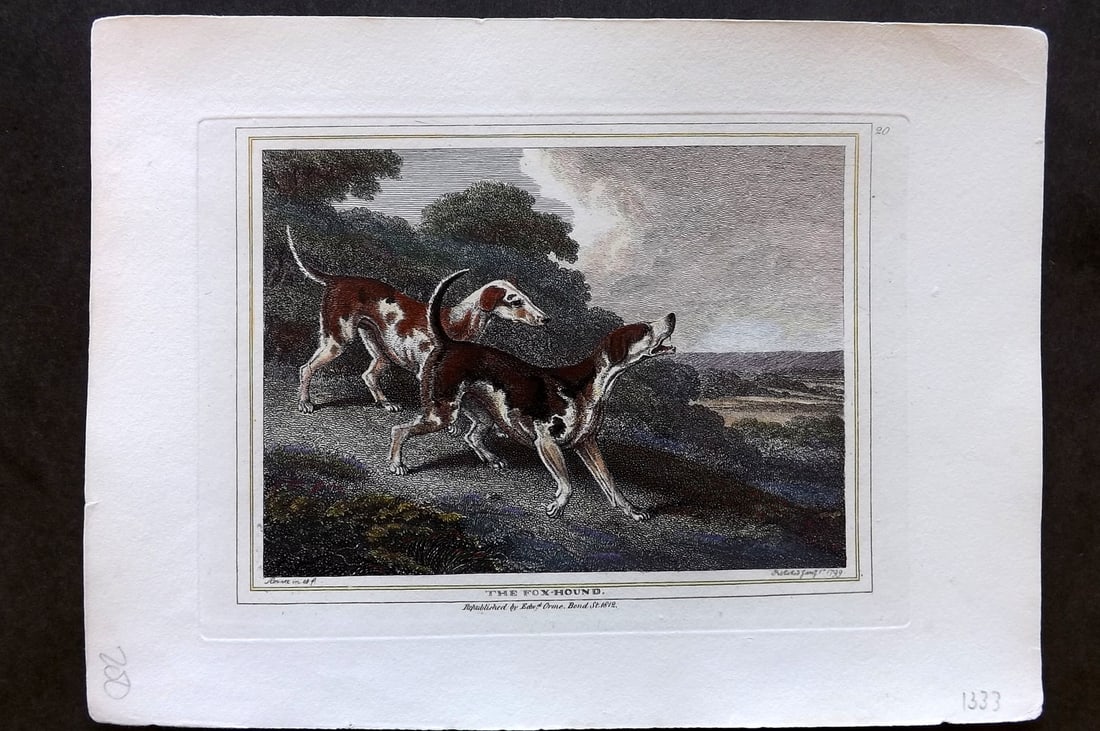 Howitt, Samuel 1812 Hand Col Etching. Fox Hound. Dog Print (1 of 1)