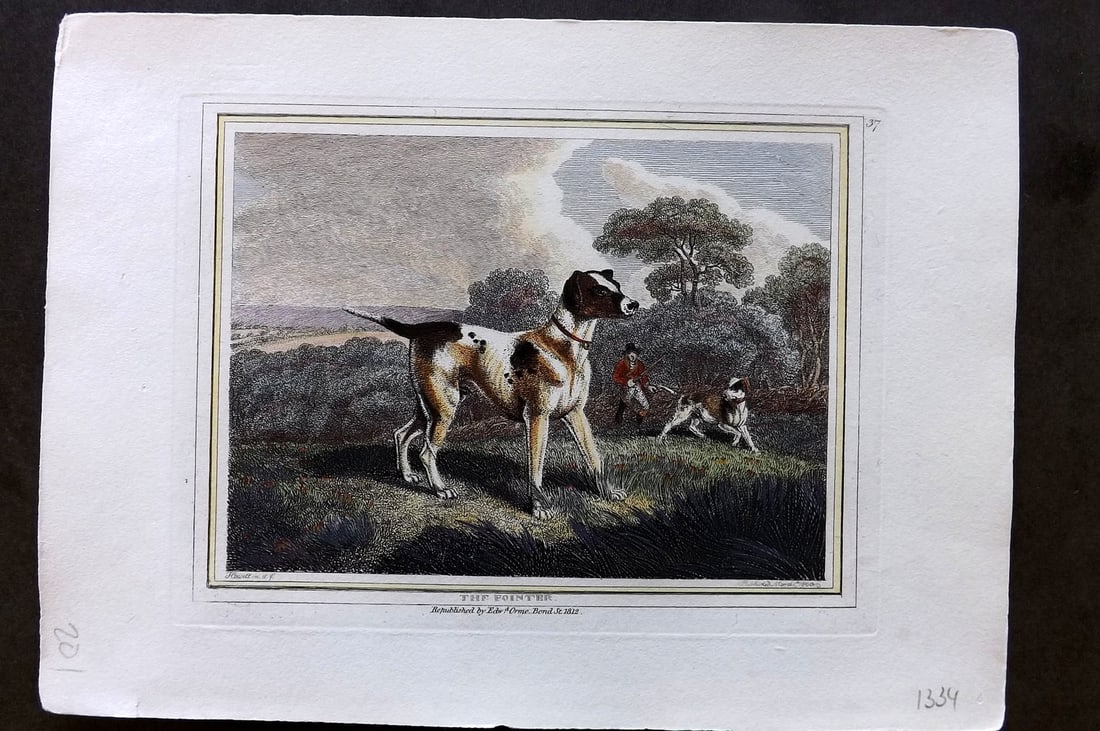 Howitt, Samuel 1812 Hand Col Etching. Pointer. Dog Print (1 of 1)