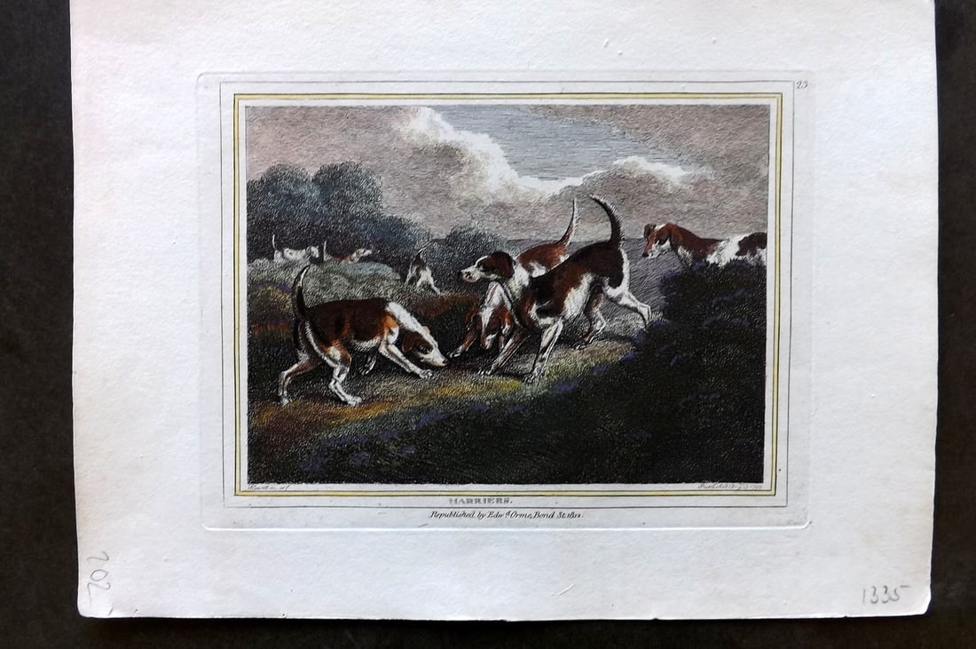 Howitt, Samuel 1812 Hand Col Etching. Harriers. Dog Print (1 of 1)