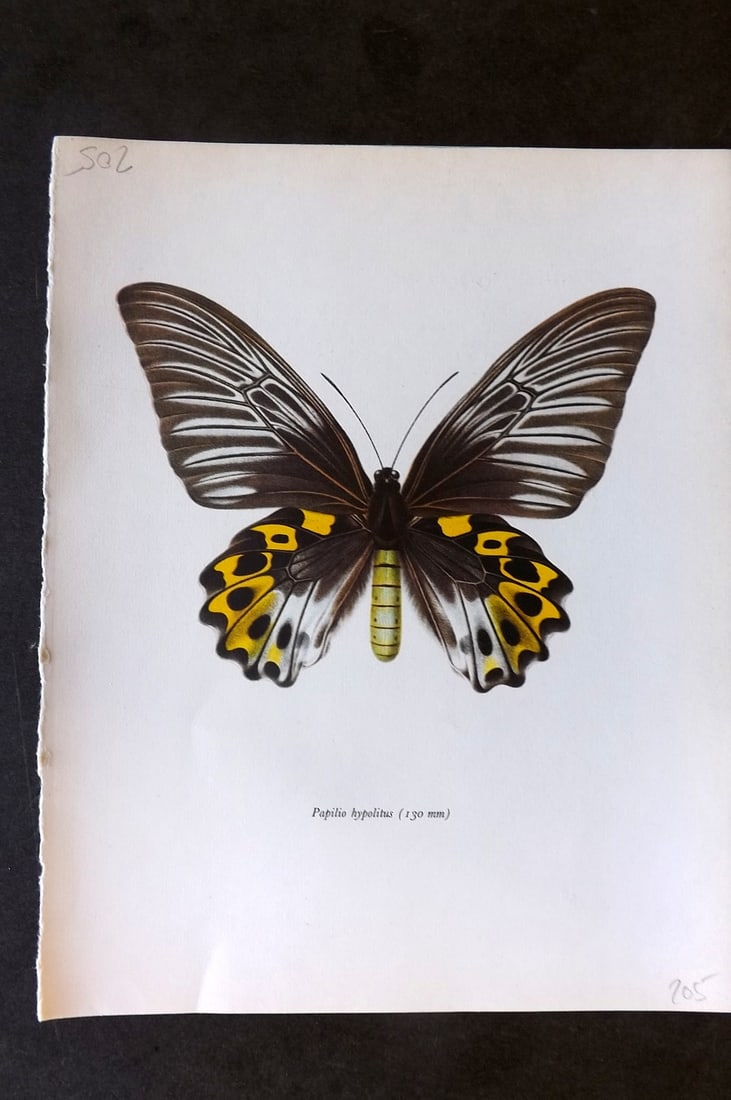 Prochazka, Frantisek 1963 Vintage Butterfly Print. Papilio Hypolitus (1 of 1)