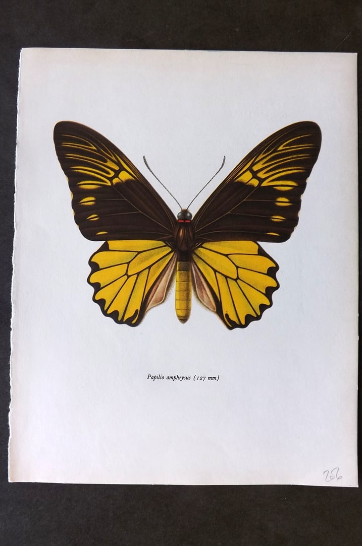Prochazka, Frantisek 1963 Vintage Butterfly Print. Papilio Ampphyrysus (1 of 1)
