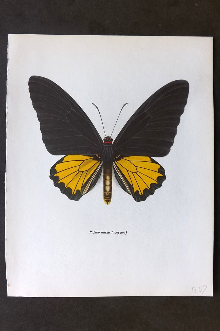 Prochazka, Frantisek 1963 Vintage Butterfly Print. Papilio Helena (1 of 1)