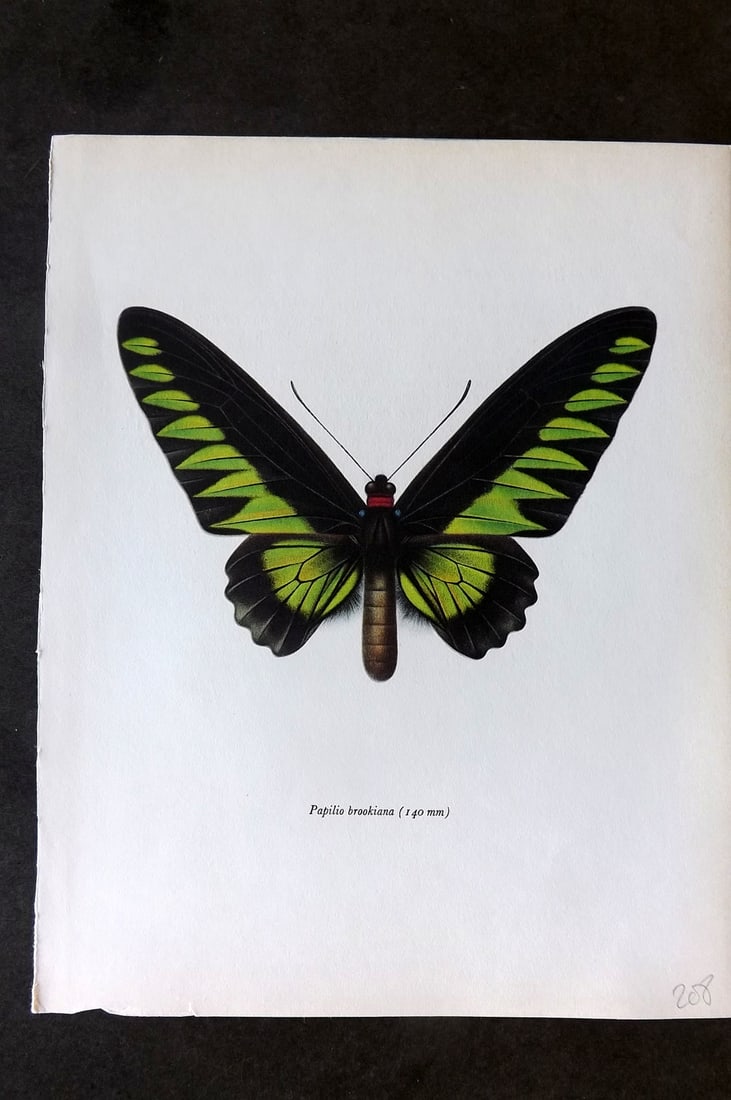 Prochazka, Frantisek 1963 Vintage Butterfly Print. Papilio Brookiana (1 of 1)