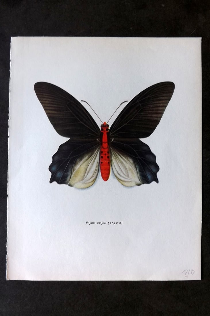 Prochazka, Frantisek 1963 Vintage Butterfly Print. Papilio Semperi (1 of 1)
