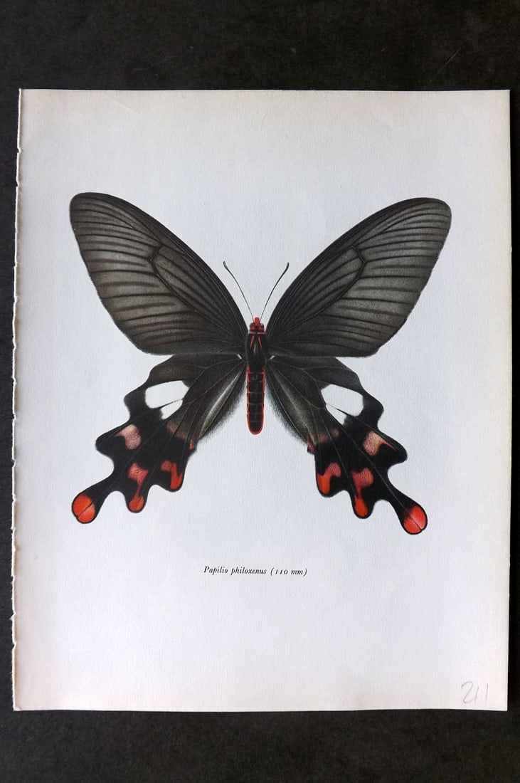 Prochazka, Frantisek 1963 Vintage Butterfly Print. Papilio Philoxenus (1 of 1)