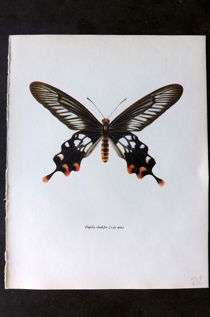 Prochazka, Frantisek 1963 Vintage Butterfly Print. Papilio Rhodifer (1 of 1)