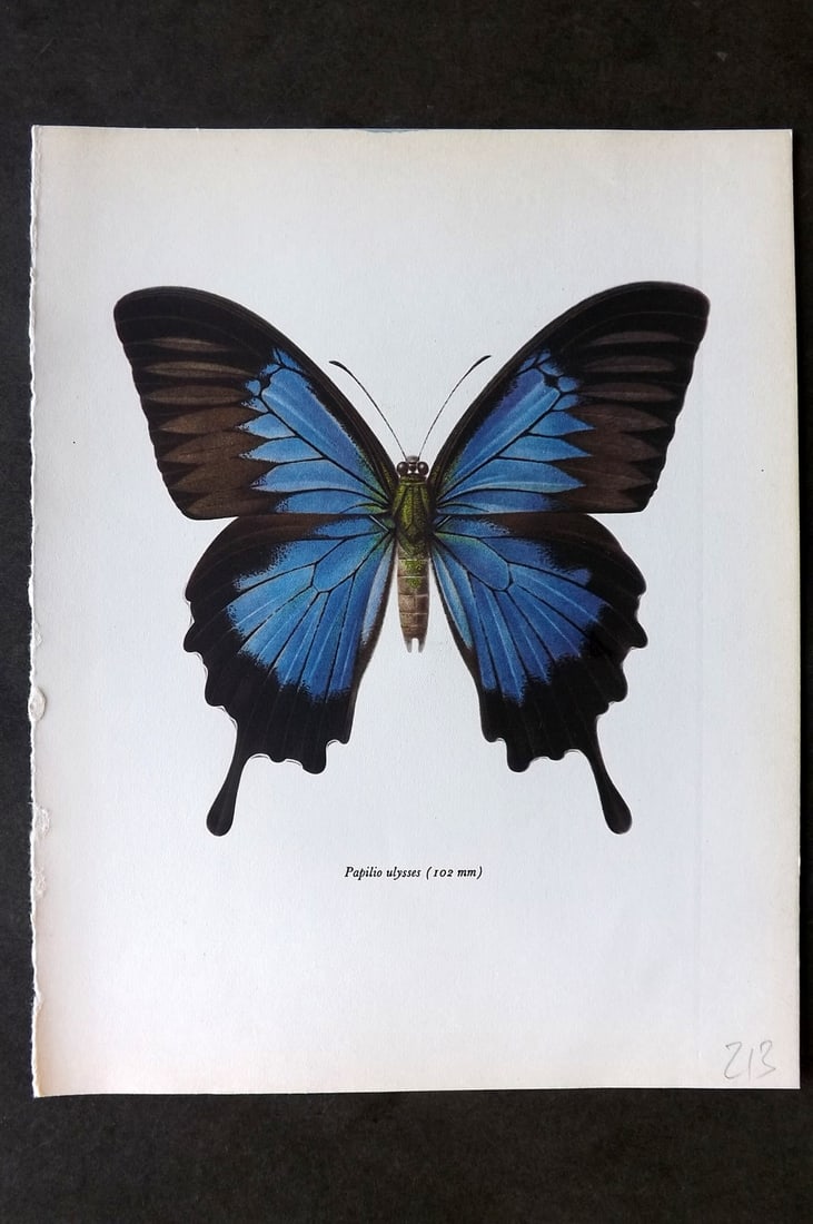 Prochazka, Frantisek 1963 Vintage Butterfly Print. Papilio Ulysses (1 of 1)