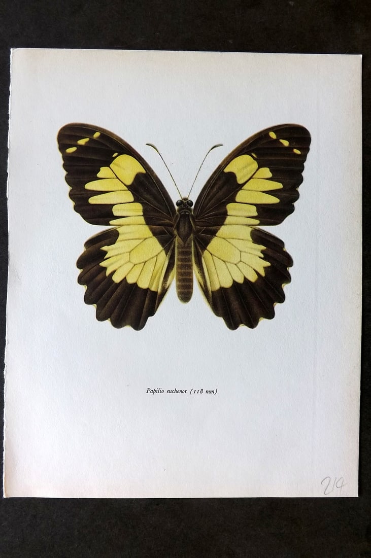 Prochazka, Frantisek 1963 Vintage Butterfly Print. Papilio Euchenor (1 of 1)