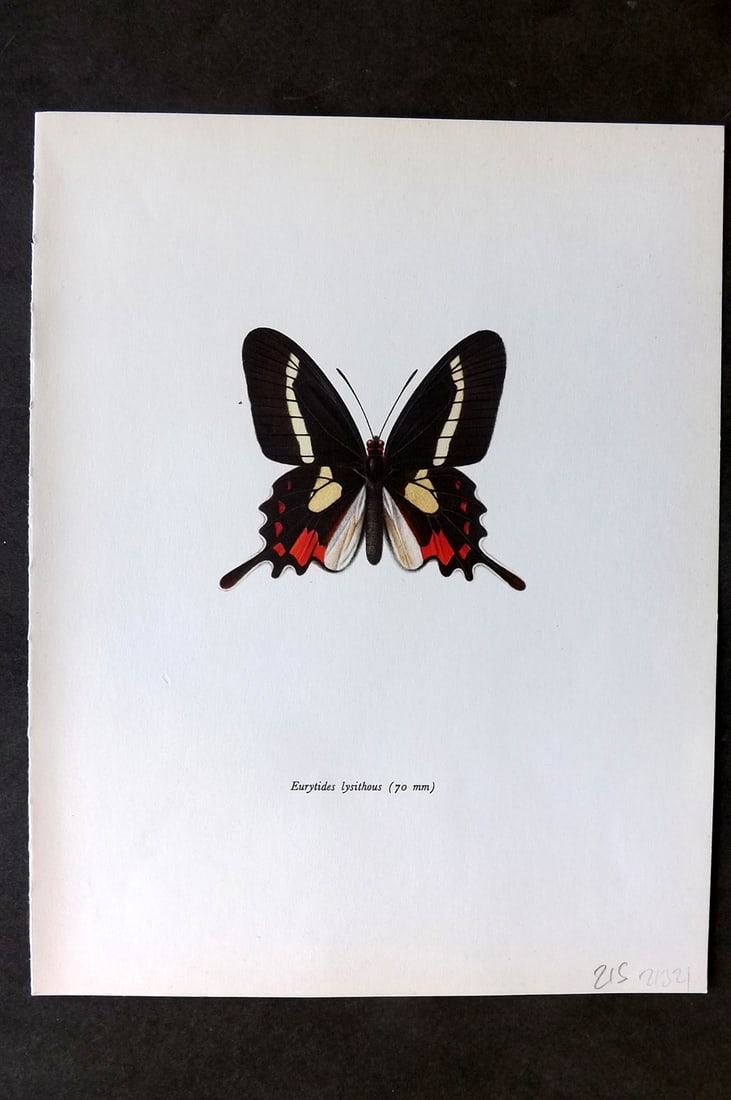 Prochazka, Frantisek 1963 Vintage Butterfly Print. Eurytides Lysithous (1 of 1)