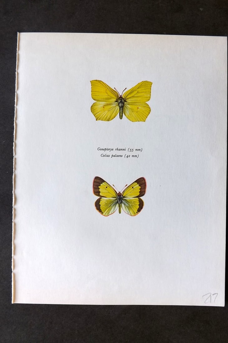 Prochazka, Frantisek 1963 Vintage Butterfly Print. Gonepteryx Rhammi (1 of 1)